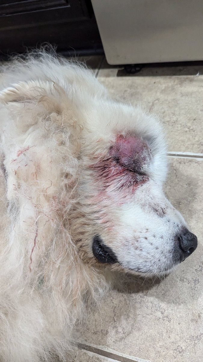 Pretty sure Lily got bit in the face by a snake a few days ago. Not sure what kind. The vet shaved her face and there a lot of drainage going on. She's doing better now and on lots of meds. Hoping for a fast recovery.