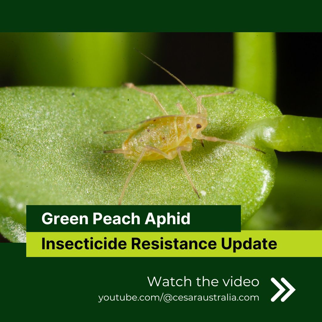 Get an update on insecticide resistance in Australian green peach aphid populations.

Our findings are being incorporated in the updated green peach aphid resistance management strategy ⚡ This study was supported by funding from @thegrdc.

To watch: 👉  buff.ly/3XgBJd5