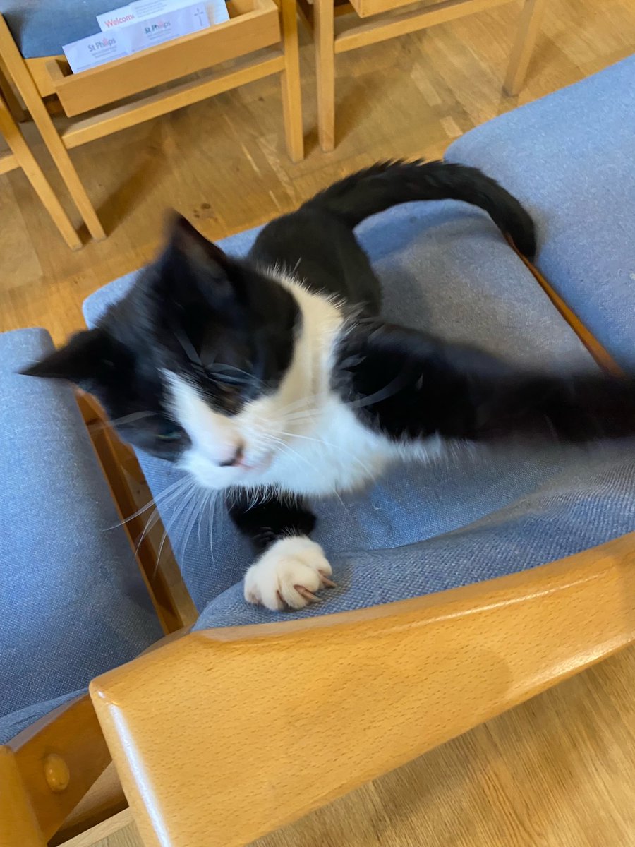 CatSpecr's tweet image. #FridayThoughts pay attention to meeeEEEE!
