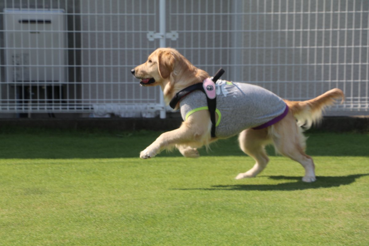 ausruf's tweet photo. 生存連絡Post

最近のうちのわんこ達🐾 https://t.co/NiL52KT2gU