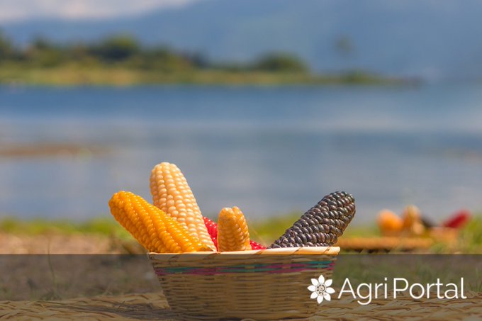 AgriPortalRo's tweet photo. According to AgriPortal #LINEUP, from the harvest of the 2023/24 season, 🇷🇴Romania exported 4.62 MMT of #corn through the #ConstantaPort, with the most important European destinations - 🇪🇸Spain (180,000 mt) and 🇵🇹Portugal (81,220 mt), followed by 🇹🇷Turkey (145,800 mt). #CornPrice https://t.co/w1jV2inQmE