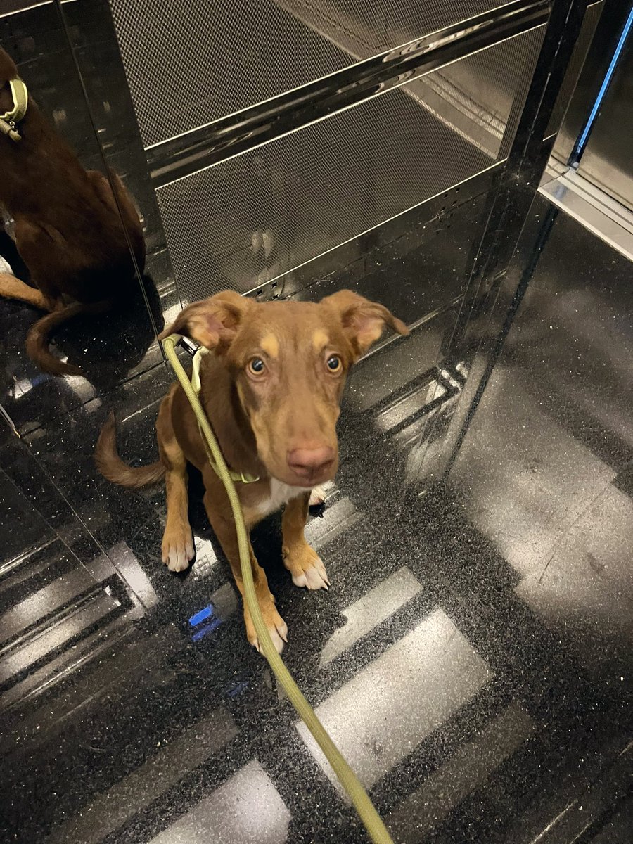 O kadar sahibine bağlı, söz dinleyen bir köpek olacak ki. Büyük ırk köpek tecrübeli, ona gerekli ilgi, zaman ve eğitimi, en çok da sevgisini verecek yuvasını arıyoruz hala.