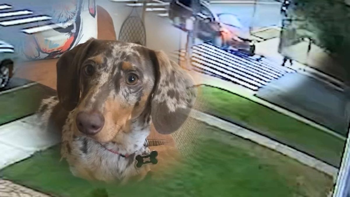 Battle in court aims to change New York law on pets after dog struck, killed in Brooklyn abc7ny.com/post/mill-basi…