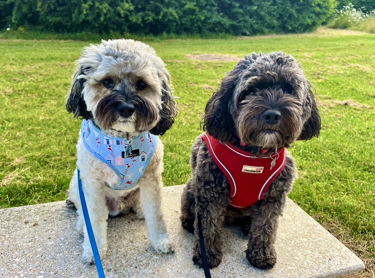 Malcolm_theCat's tweet image. Chums! I am proud of Trixie for remembering that, if you jump up and sit on a bench when out for a walk, you earn a Treat! She has fallen into the routine beautifully. I think we make quite a lovely couple. Please, all our lovely followers, share this photo for us ❤️❤️
#BabyDog…
