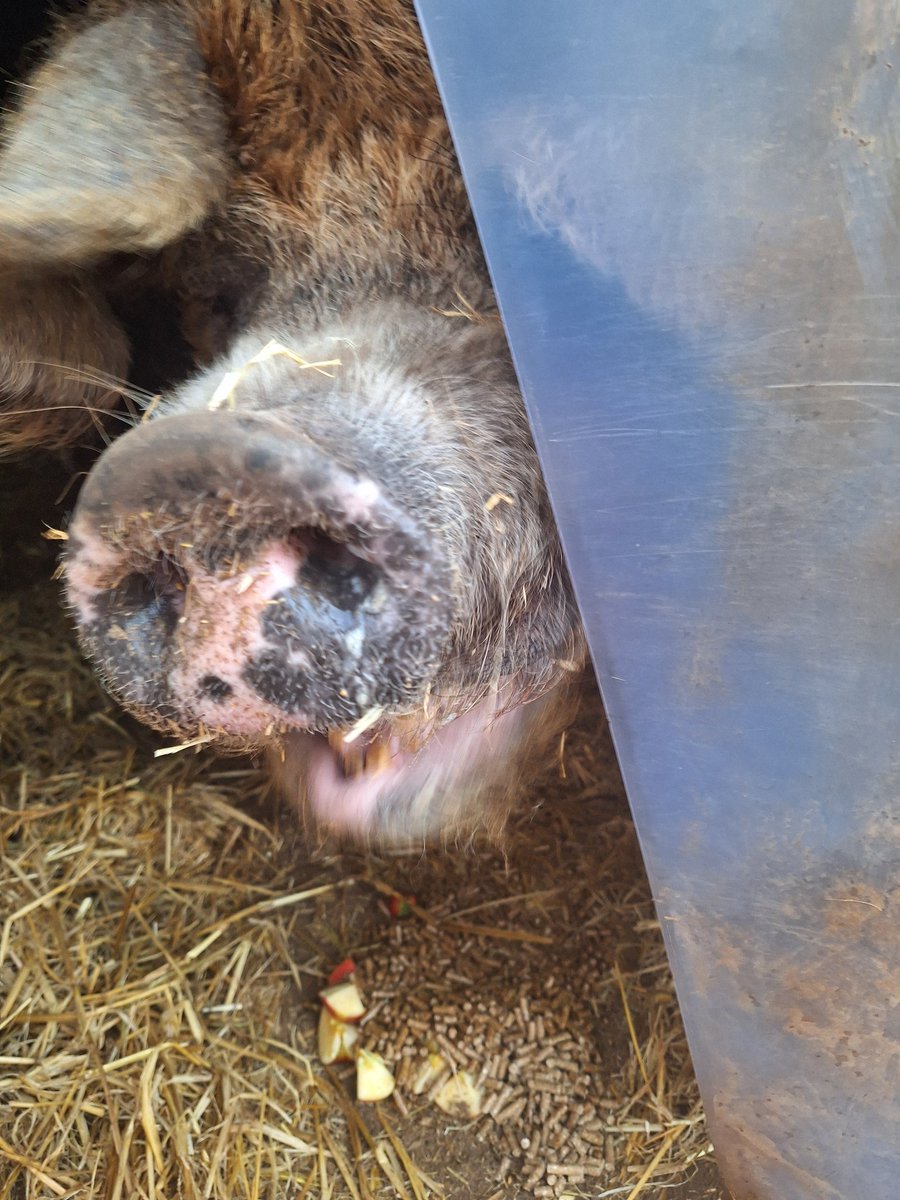 Plum Pudding Pigs tweet media