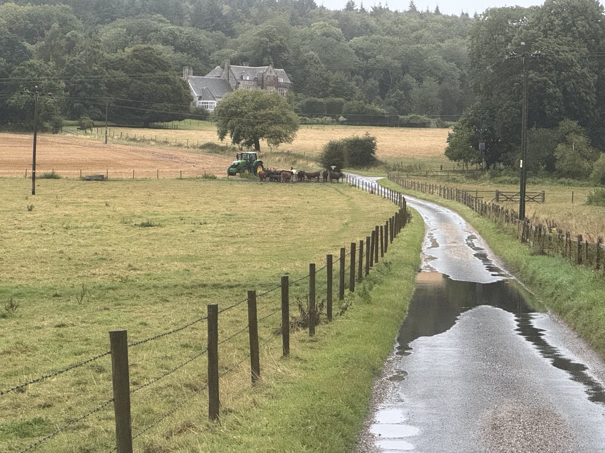 farmerrups's tweet photo. Feels like October this morning and I think the cattle are wanting to go indoors! #whereissummer #cattle #farming https://t.co/fo6KksJ1ZB