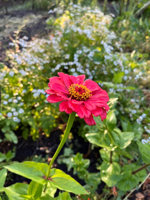 Trakteer jezelf na de vakantie op een zelf geplukt boeket: op zondagen van 11:00 tot 13:00. Onder andere de zinnia’s, verbena en zonnebloemen staan in bloei. En een enkele dahlia die de natte zomer en de slakken heeft overleefd. @030Natuurlijk