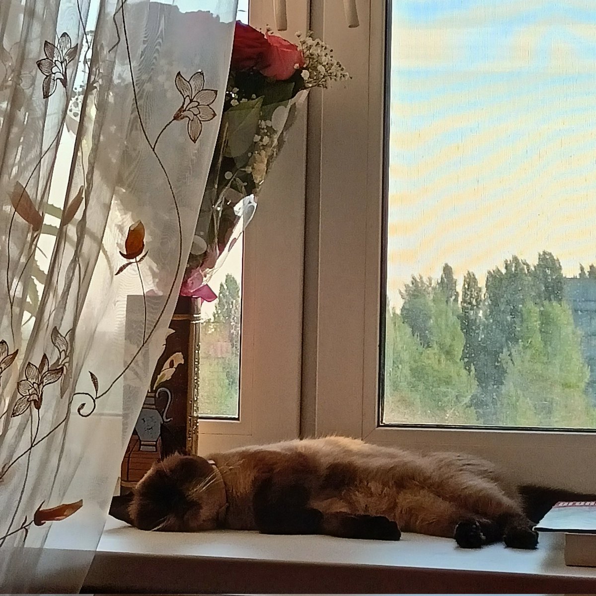 r1nameow's tweet photo. оцениваем букет и его охранницу 🥰🥰 https://t.co/kFVcqBnCBw