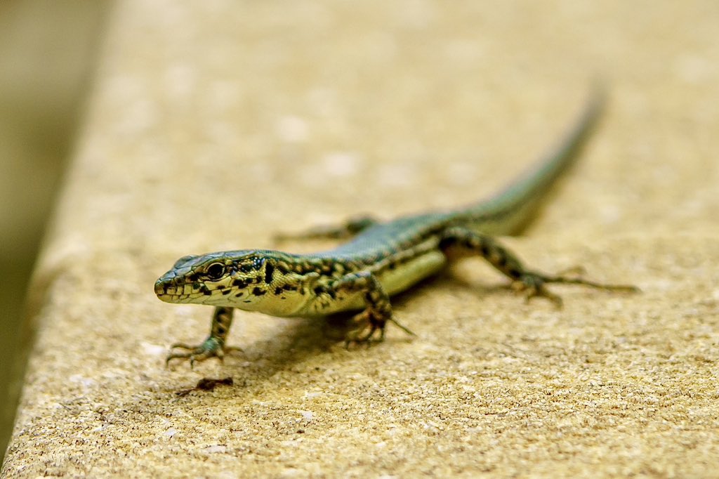 KFPhotographyuk's tweet photo. Saw this beauty by the pool…. #houselizard #gecko #reptile #france #quillan #lizardlover #lizardphotography https://t.co/ZH5veBoJLI