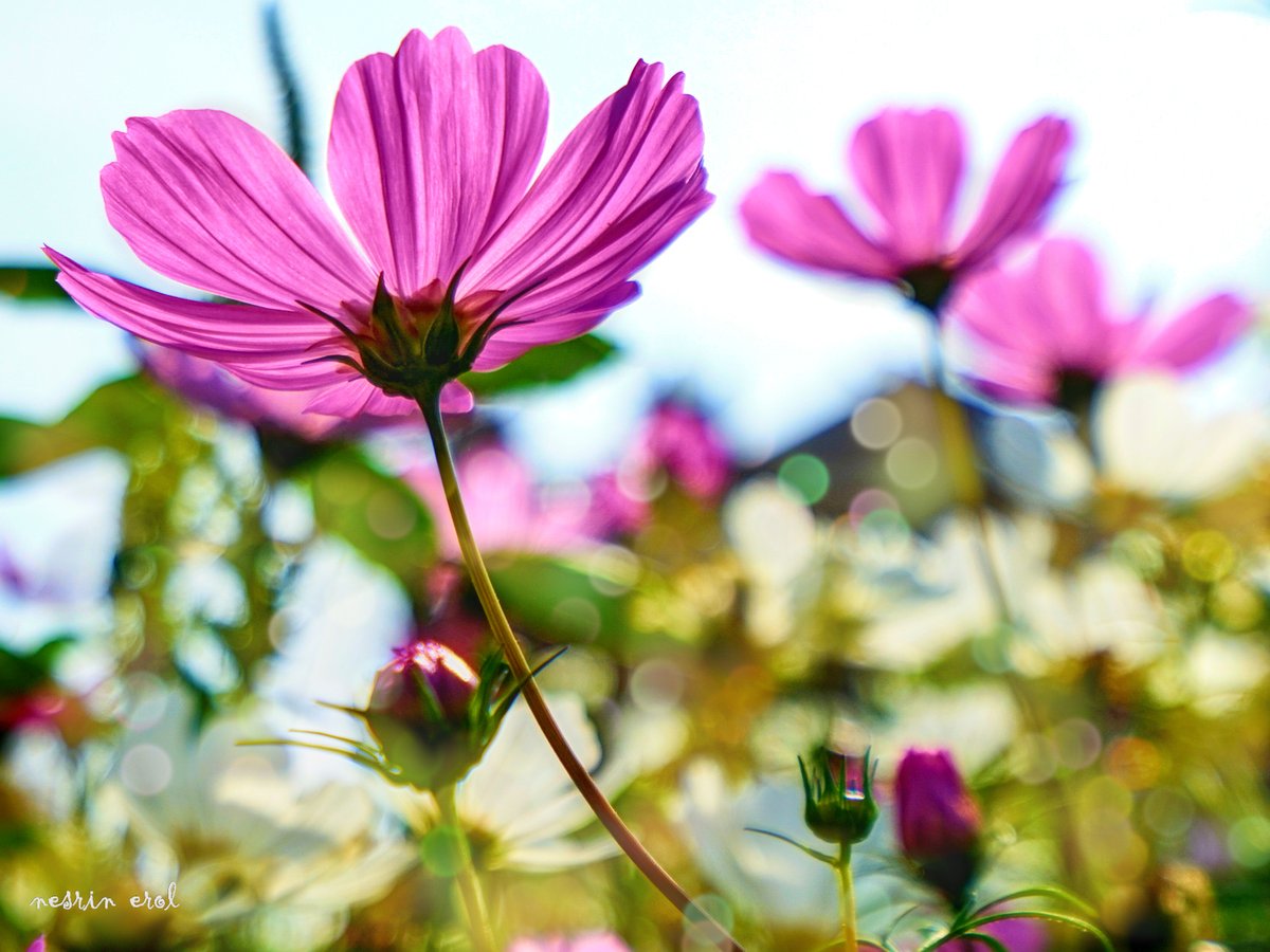 nbherol's tweet image. #FridayFreeForAll #FlowersOnFriday