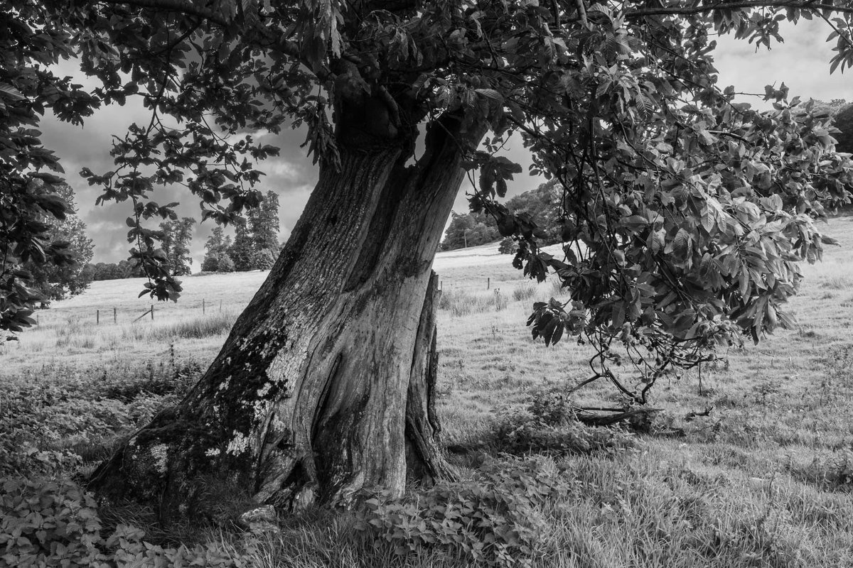 BrookesPics's tweet photo. Chestnut tree - Longleat Estate, Wiltshire 2023 #landscapephotography #chestnuttree #monolandscape https://t.co/VTMAeRxdw2
