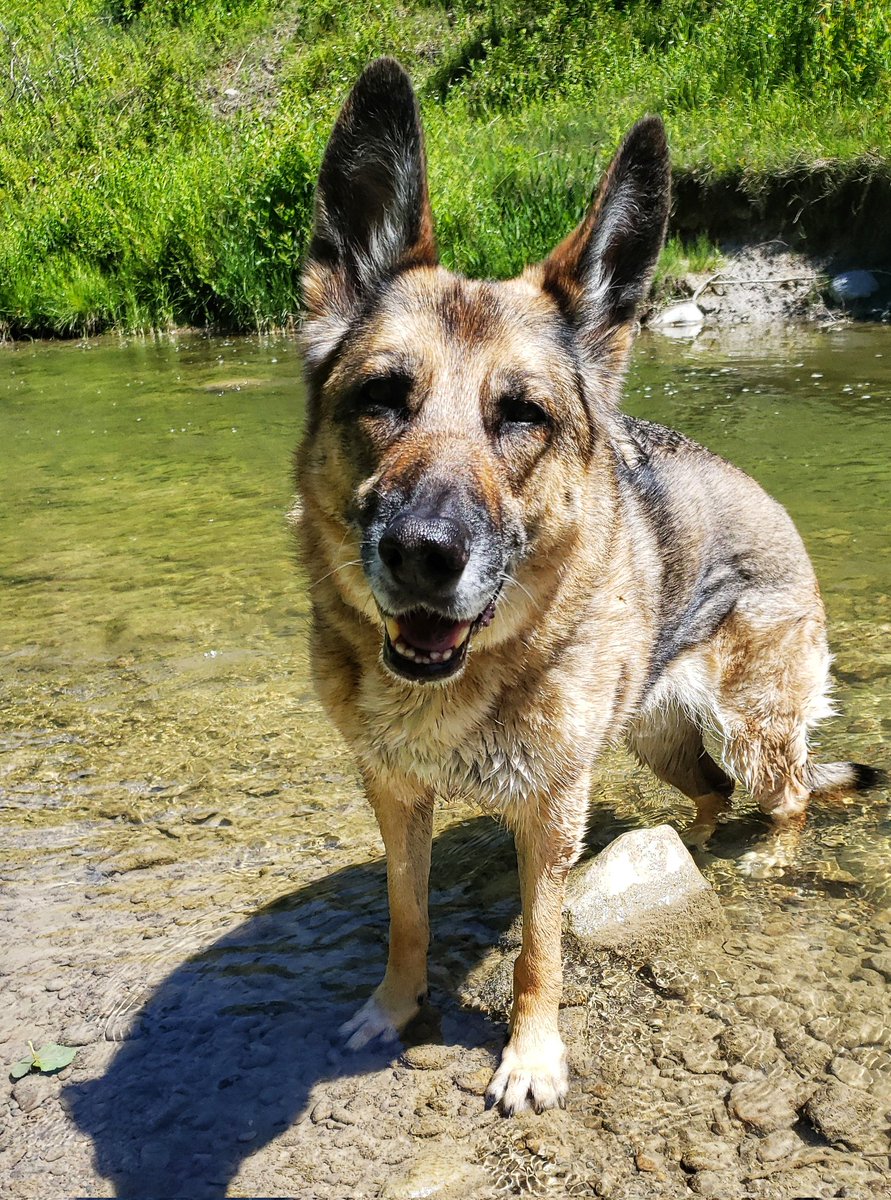 WalkinDogwalk's tweet photo. Happy #flashbackFriday to Filly in her favourite creek!
😁🐾❤🐶🐕💦❤
#friYAY #sillyFilly #rescueGSD #walkinthedoginwhitby #walkinthedog https://t.co/0J5B4zXHHP