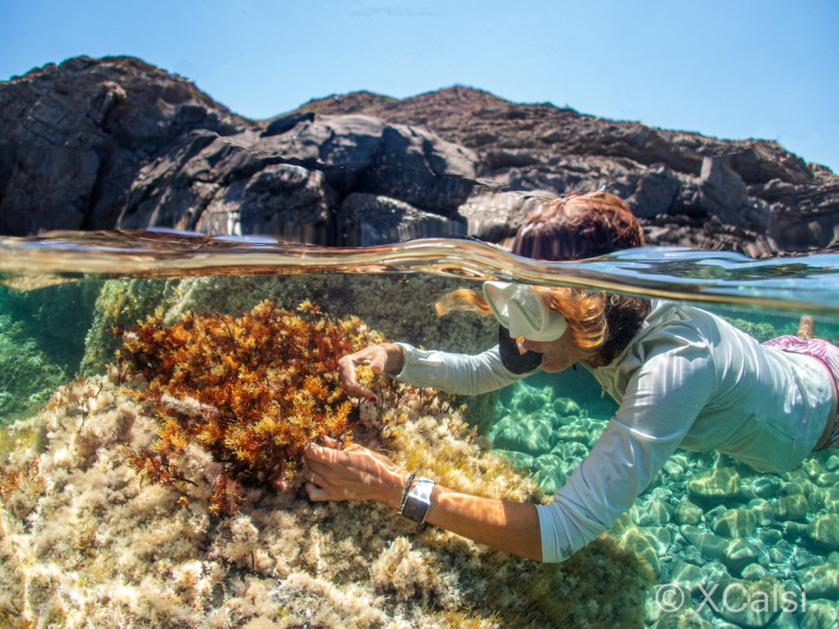 "Perdre una flor o un ocell és una pèrdua molt gran, però no és el mateix que perdre els arbres. Si perdem els arbres ho perdem tot. A la mar, aquests “arbres” són espècies com la Posidònia o la Cystoseira" explica la <a href="/Emma_Cebrian/">Emma Cebrian</a>, del #CEAB #CSIC

💫👉bit.ly/3yDAJGs