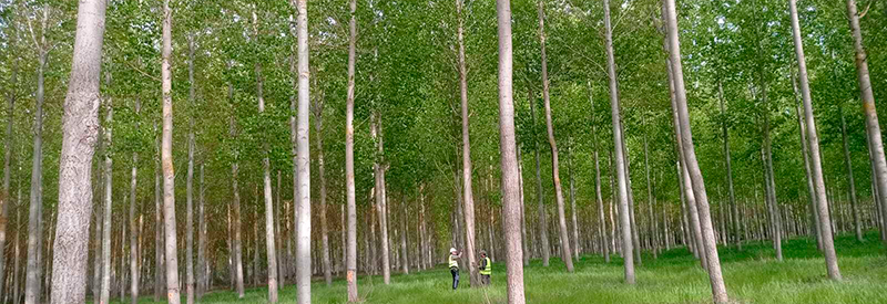 populuscyl tweet media