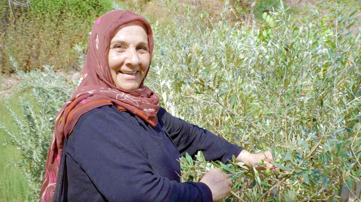 Shabake Project tweet media