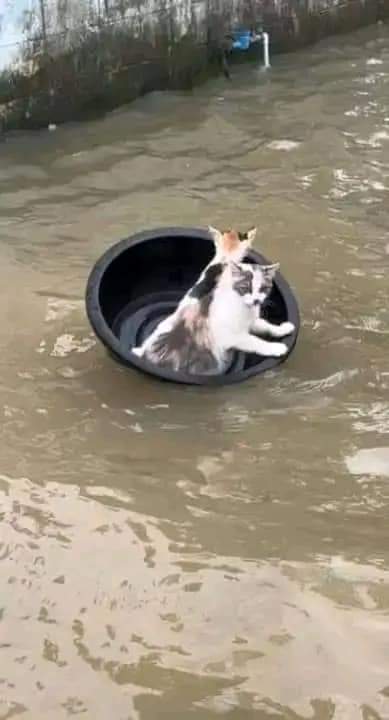 wltngme's tweet photo. I just can't take this anymore.

#FloodInBangladesh #FloodCrisisBd #PrayForBangladesh #PrayForFeni https://t.co/m8cKyWNCQ6
