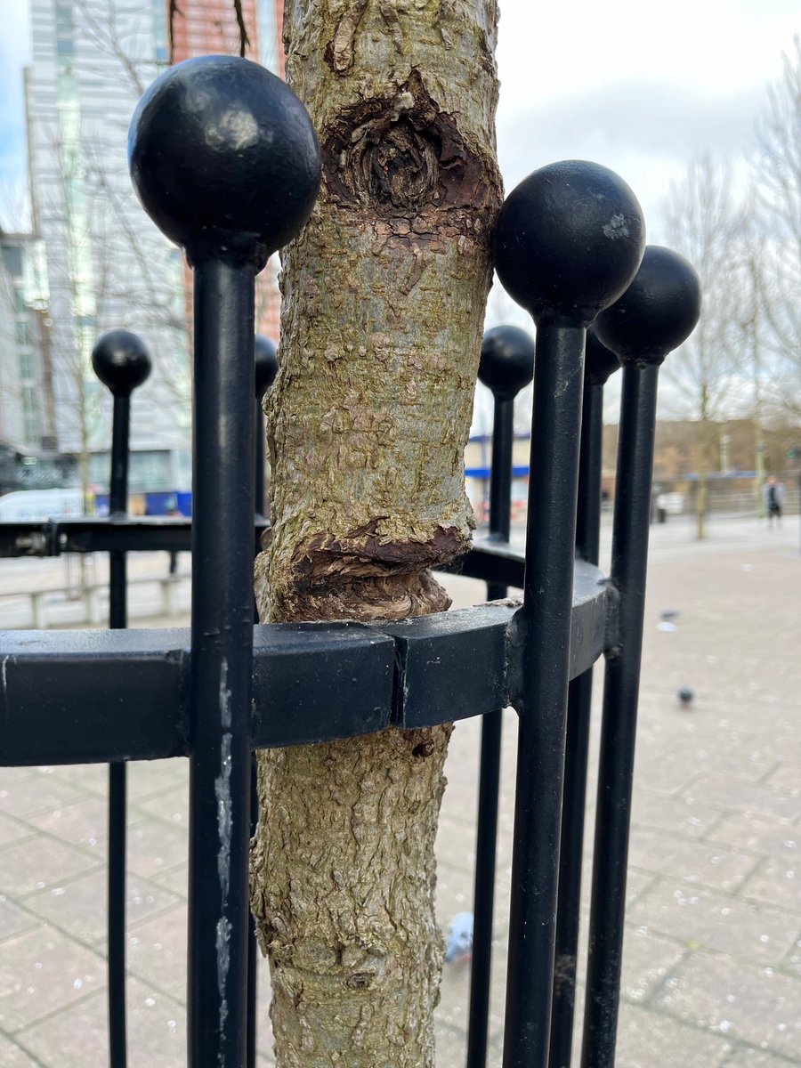 Trees for Streets tweet media