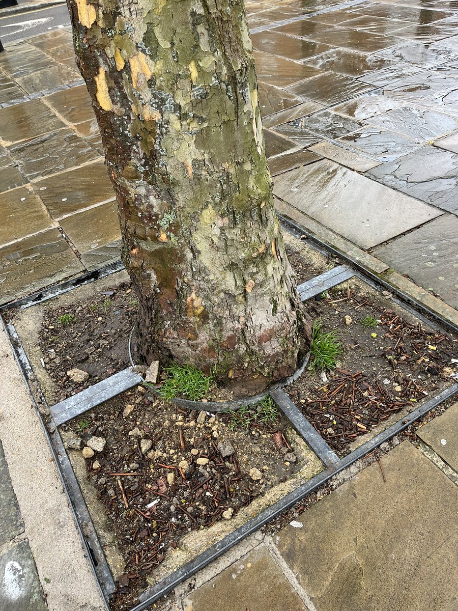 Trees for Streets (@treesforstreets) on Twitter photo Tree in trouble 🌳🛑
We're often seeing trees that are at high risk of failing as a result of their planting conditions. If you see a tree in trouble please report to your council directly or via an app like <a href="/fixmystreet/">FixMyStreet</a> (And chase up if nothing is done).
Be a tree friend 💚 Tree in trouble 🌳🛑
We're often seeing trees that are at high risk of failing as a result of their planting conditions. If you see a tree in trouble please report to your council directly or via an app like <a href="/fixmystreet/">FixMyStreet</a> (And chase up if nothing is done).
Be a tree friend 💚