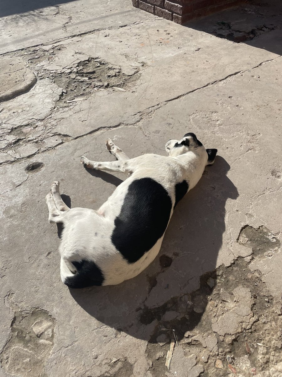 unas ganas de ser como mi perra estar acostada tomando sol y disfrutar de mi obesidad tranquila