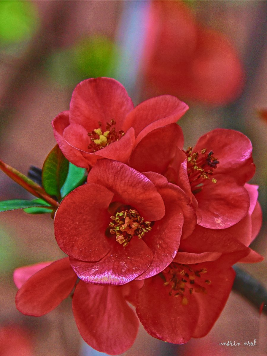 nbherol's tweet image. #FridayFreeForAll #FlowersOnFriday