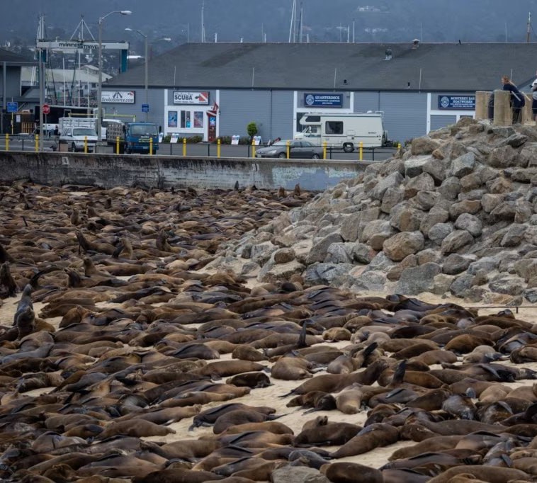 eChetakNewsNet's tweet photo. Dozens of #Sealions have taken over a #California beach.The animals have been living on the coast for several days, which is why local authorities have closed the recreation area to visitors, Reuters reports.
Source RT #Boost via #eCNN https://t.co/W7TbzYrGCD