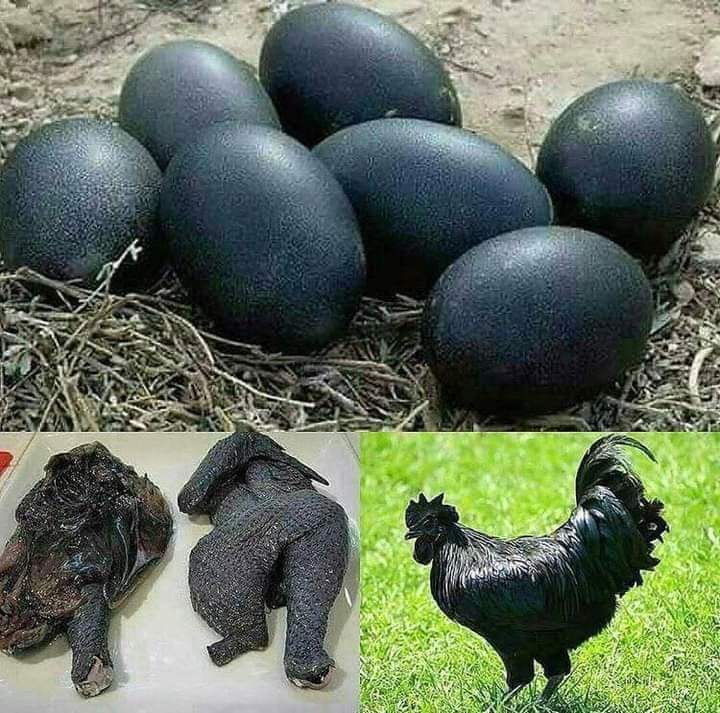 Caesar Zvayi 🇿🇼 tweet media