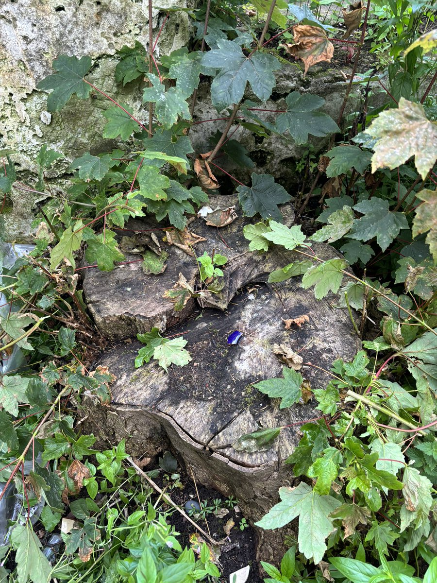 Stump removal? Give us a call