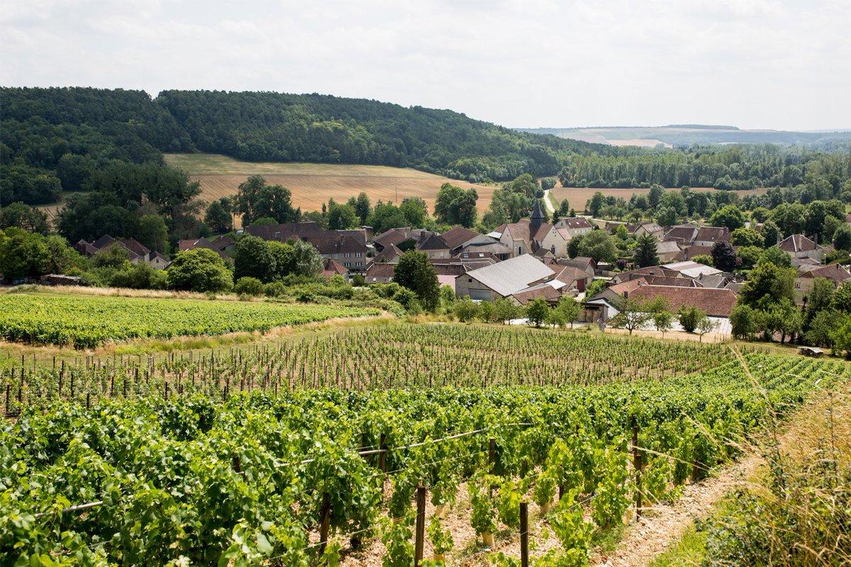 Día 503. “Las grandes bodegas venden un estilo de la casa, tratan de conseguir que el consumidor se identifique con ese estilo.
 
Algunos vignerons entendimos que debíamos liberarnos de esa idea, nuestro estilo es la geología del lugar donde crecen nuestras vides,”.