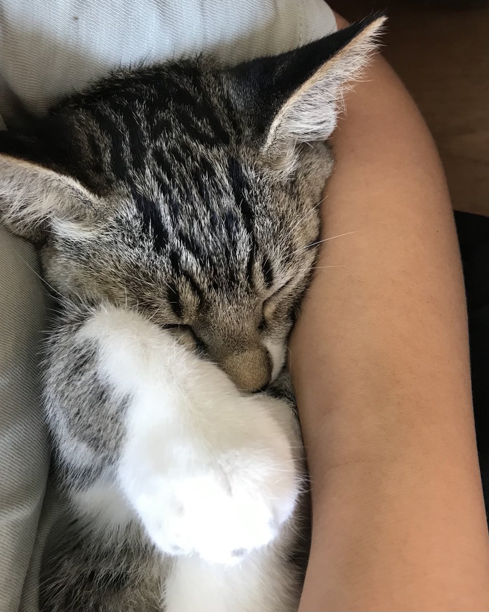moraguha's tweet photo. 도동이 귀여운 많은 순간 중에 그중 최고는 사냥놀이하다 푹 안길 때 그러다 1~2분 잠들 때
귀여운 아기고양이

#고양이입양 #고양이임보 #고양이입양홍보 https://t.co/JaTEN5yt3u