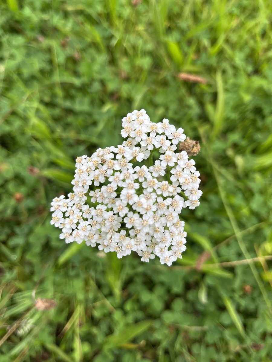 Louise Isager Ahl tweet media