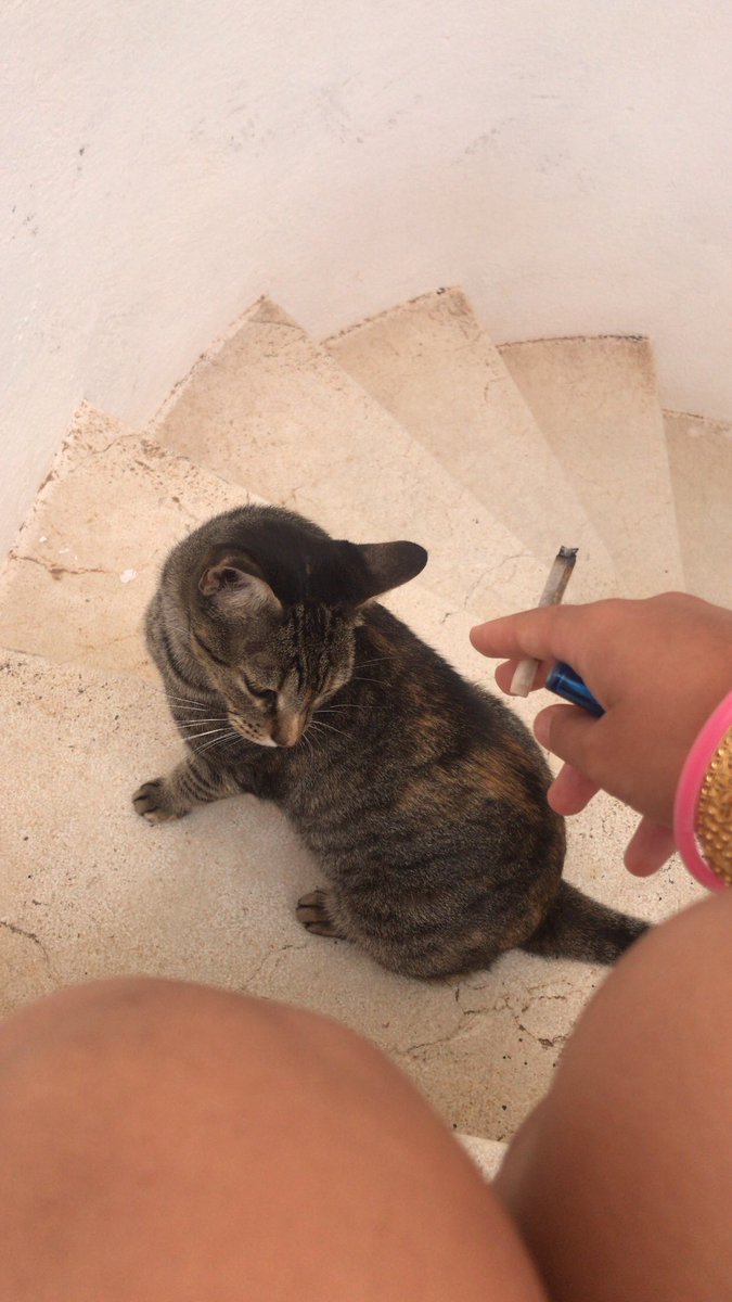 badgalnoa's tweet photo. I found this cat in the back of my house😍 https://t.co/vTSHKbLb2A
