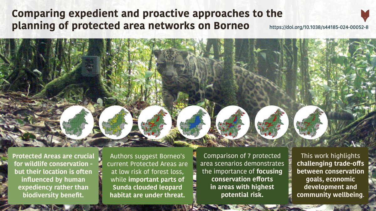 Protected Areas are crucial for #wildlife conservation, but their location is often influenced by human expediency rather than biodiversity benefit. A new paper led by Ewan Macdonald explores this in the context of Sunda #cloudedleopard conservation.
See: go.nature.com/475FOUz