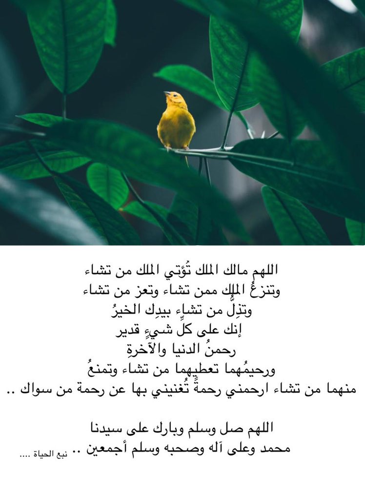 اللهم صل وسلم وبارك على سيدنا 
محمد وعلى آله وصحبه وسلم أجمعين.

أتمنى جمعة طيبة للجميع بإذن الله.

 لا تنسونا من صالح دعائكم بظهر الغيب.