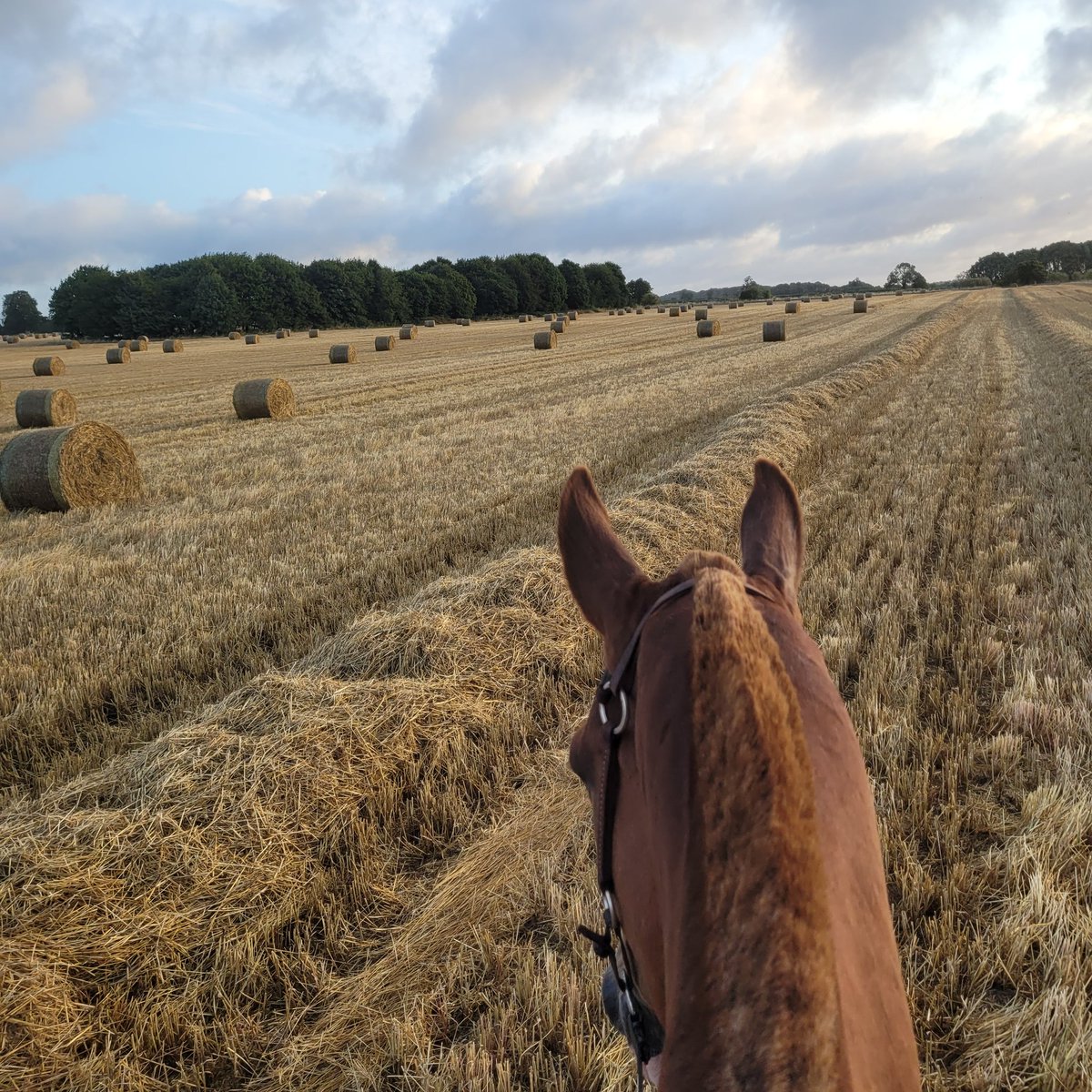 lanhilllamb's tweet image. Blazing stubble early morning #ride #hunter #geton #mornings #harvest