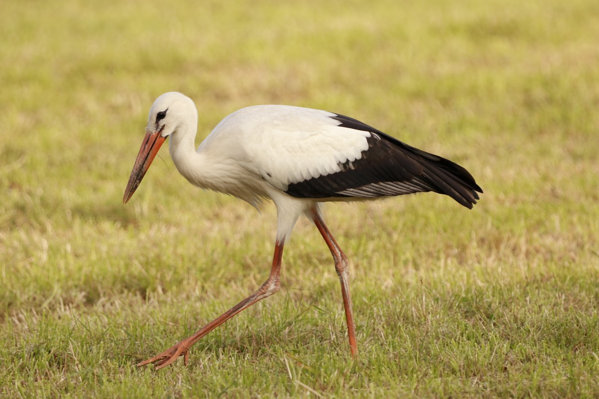 batoroulan's tweet photo. Visite de 15 cigognes blanches à #Bievre ce jeudi, toujours présentes ce matin. #provincedeNamur  #Belgique #Belgiumnature #Birding #Birdwatching #Ornithology #Ornithologie #Birds #Oiseaux #TwitterNatureCommunity #wildlifephotography https://t.co/2XnRz24f6o