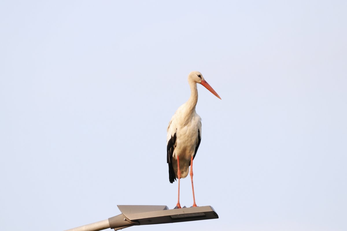 batoroulan's tweet photo. Visite de 15 cigognes blanches à #Bievre ce jeudi, toujours présentes ce matin. #provincedeNamur  #Belgique #Belgiumnature #Birding #Birdwatching #Ornithology #Ornithologie #Birds #Oiseaux #TwitterNatureCommunity #wildlifephotography https://t.co/2XnRz24f6o