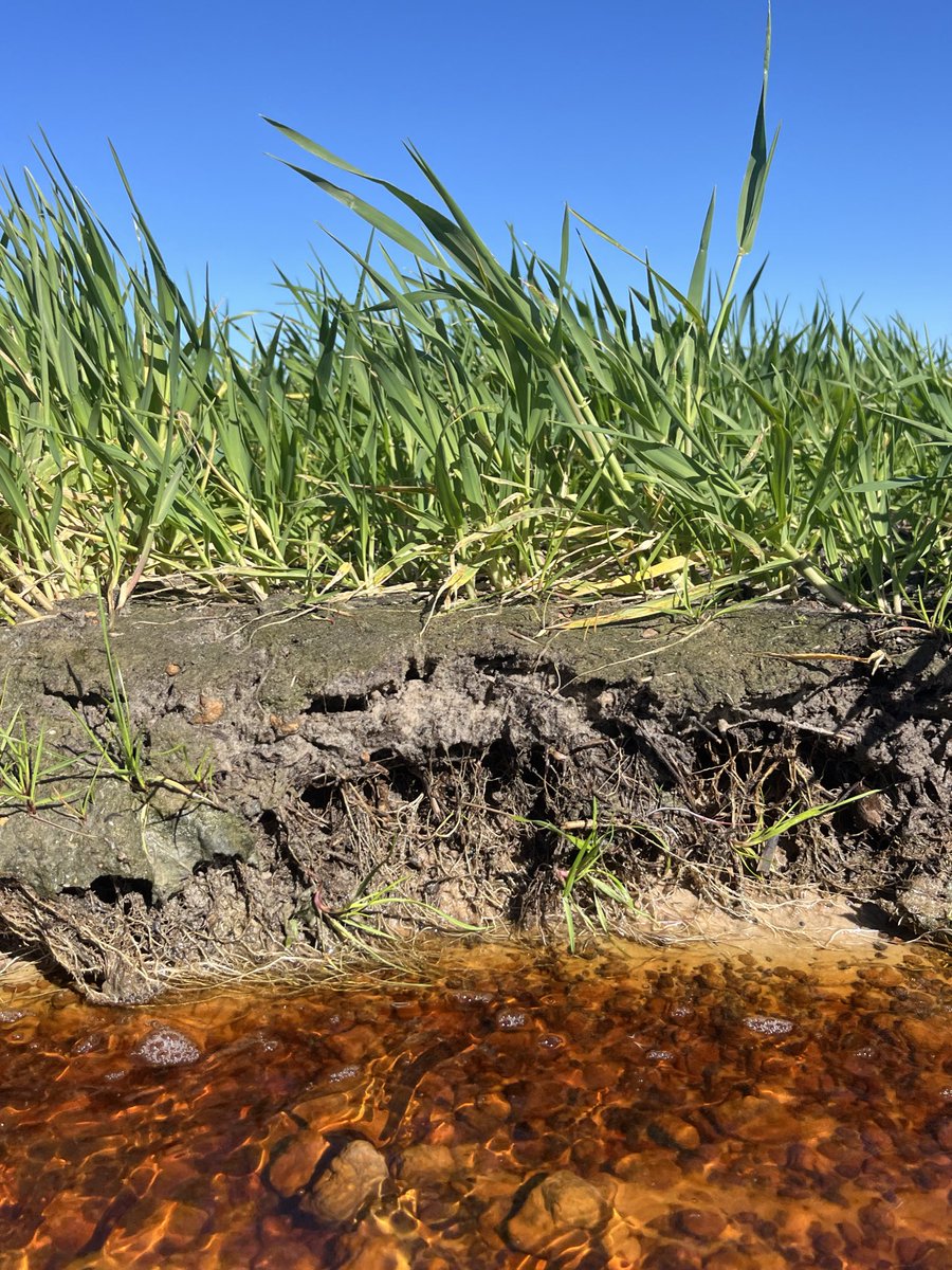 James Burman tweet media