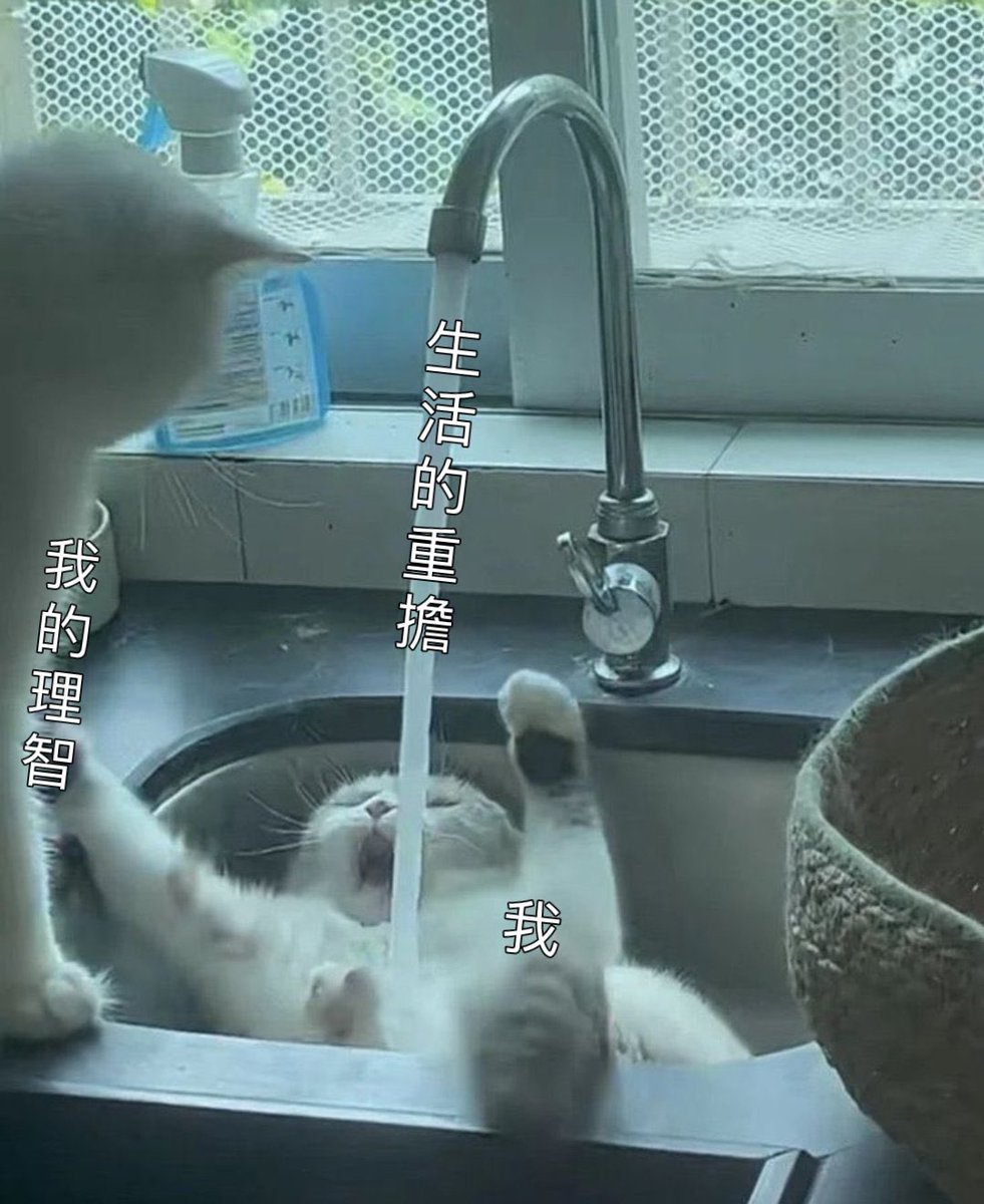 貓咪圖真的很好p 🤣 https://t.co/ZUOp57twf6