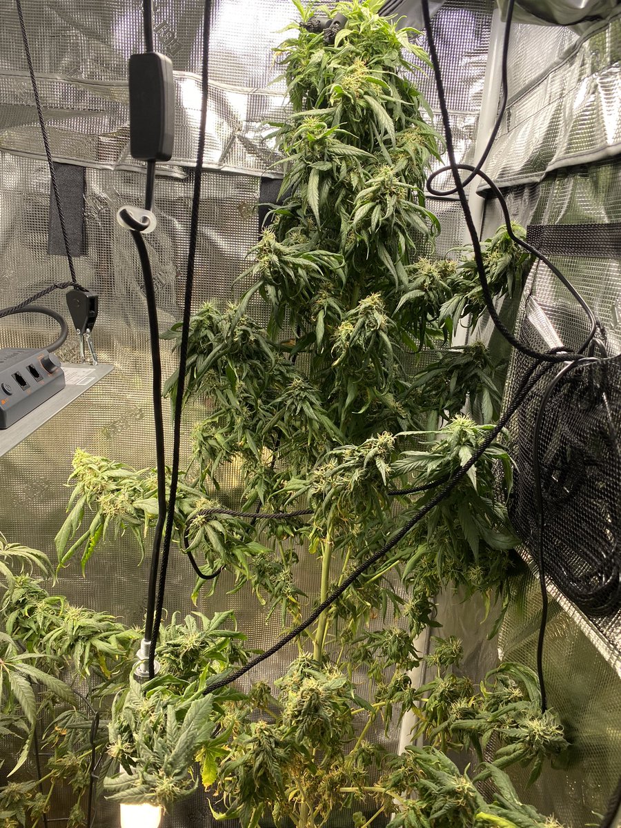 legalize berlin tweet media