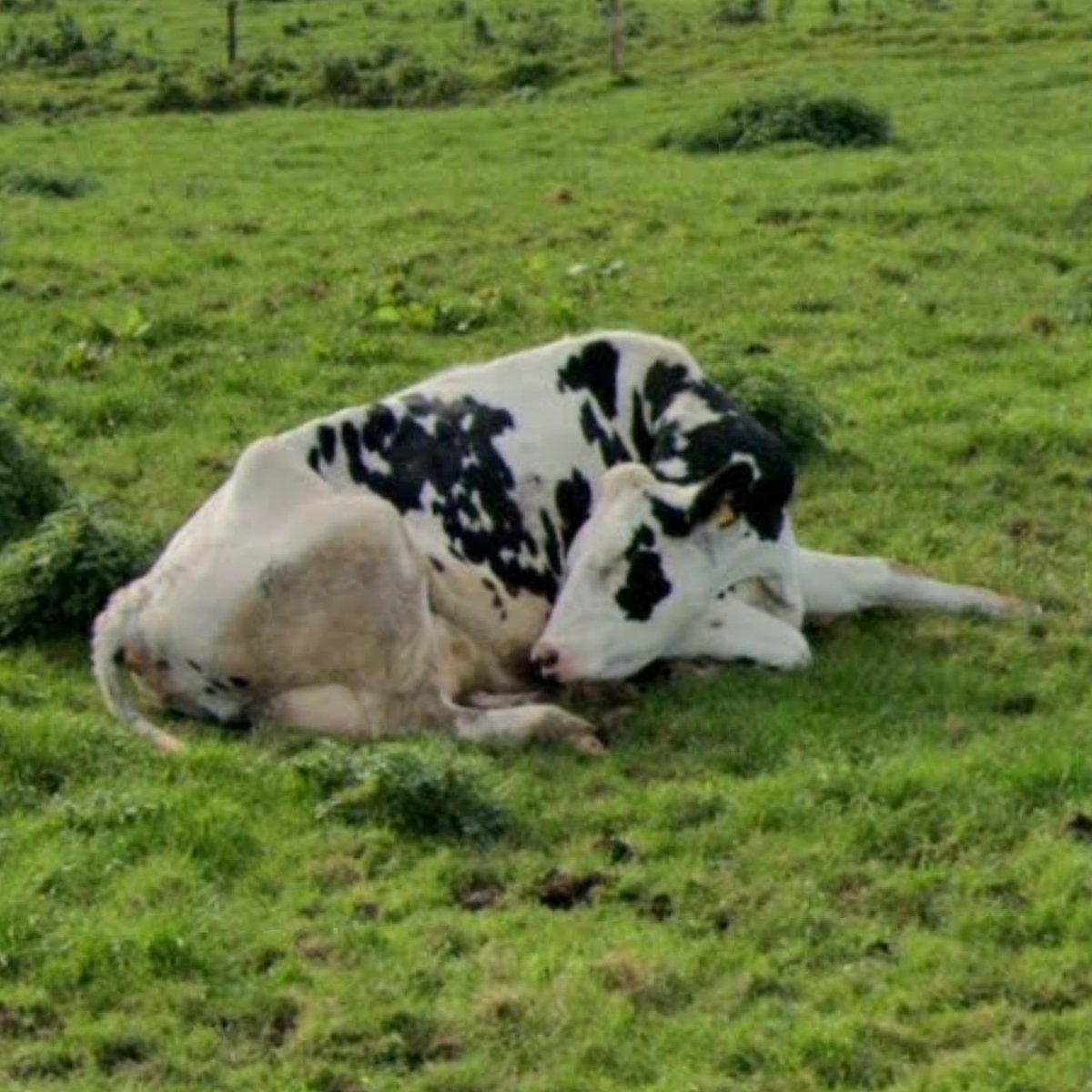 Animals of Street View (Ireland) tweet media