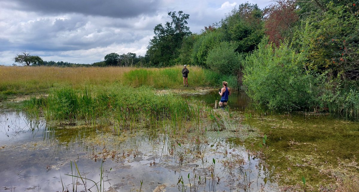 carlsayerUCL's tweet photo. A resurrected #ghostpingo with "grow-faster" seedbank stripes (an expt!) that is >40 m long. In <2 yrs it will look like the ponds below as tons of long-lived seeds exposed in the excavation. Most successful ecological restoration known? @tim_holt_wilson @hburningham @TheBrecksLP https://t.co/ONdK5gAEcy