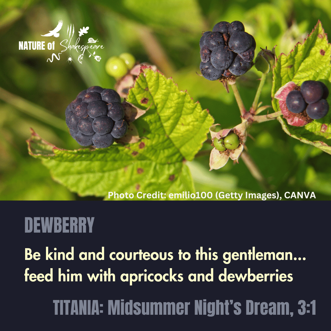 NatureS40430's tweet photo. Shakespeare Species Dewberry: feed him with apricocks and dewberries. Titania lists all the delicacies that she will feed to Bottom during her infatuation. Dewberries are closely related to Blackberries. #shakespearespecies https://t.co/o3cP9UJQ7C