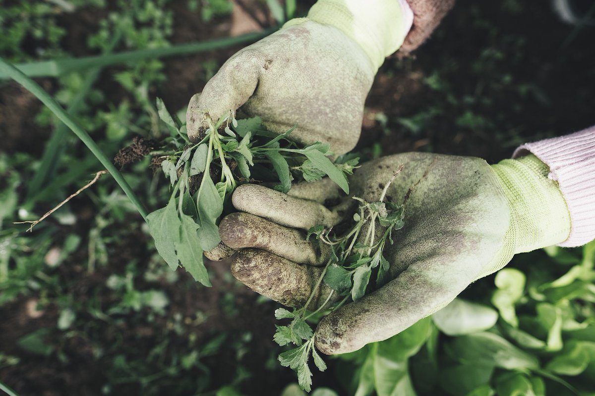 AnthropoceneBio's tweet photo. Plants in the wrong place...? 

Interested in examining the incidence, perception &amp; definition of weeds in Britain between the C16 - C20 &amp; the relation between them?

Apply for our fully funded PhD (UK fees &amp; stipend) for a Jan 25 start.

Find out more:
https://t.co/5uvTvodJzF https://t.co/sqMEC4kDxd