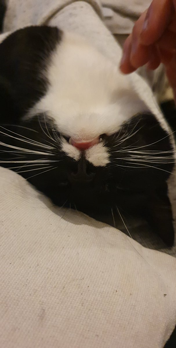 UBG_BEAT's tweet photo. R.I.P my boy. You were one of a kind, with your long whiskers and your loud meows. Daddy will always love you and you'll forever be in my heart. Love you Oreo ❤️ https://t.co/YNXbQeCgTX