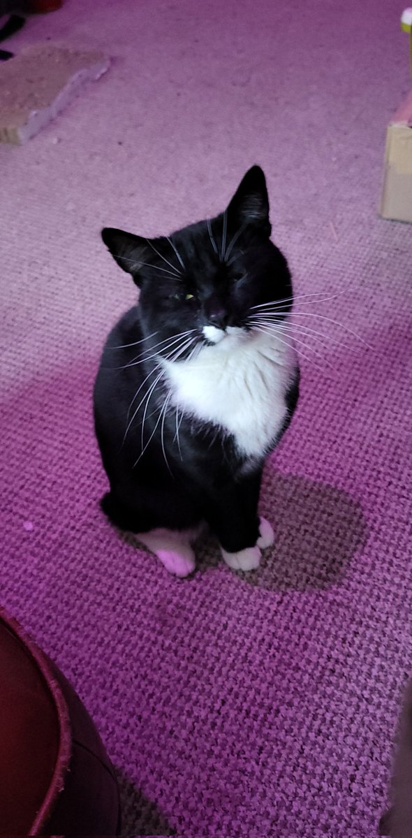 UBG_BEAT's tweet photo. R.I.P my boy. You were one of a kind, with your long whiskers and your loud meows. Daddy will always love you and you'll forever be in my heart. Love you Oreo ❤️ https://t.co/YNXbQeCgTX
