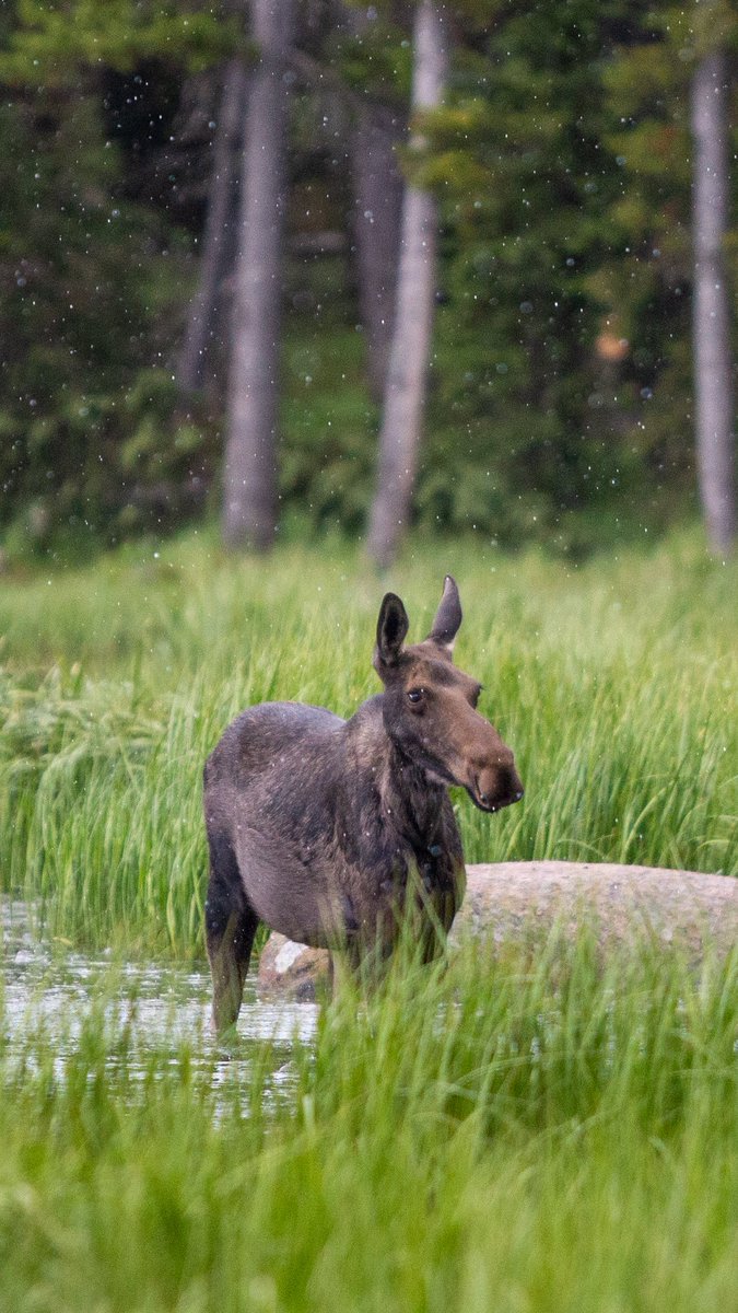 Lynchy_33's tweet photo. There are a lot of moose in Wyoming 
.
.
.
.

#photography #wyoming #moose #canon #wildlifephotography #naturephoto #NaturePhotography https://t.co/pD4XF1ef7o