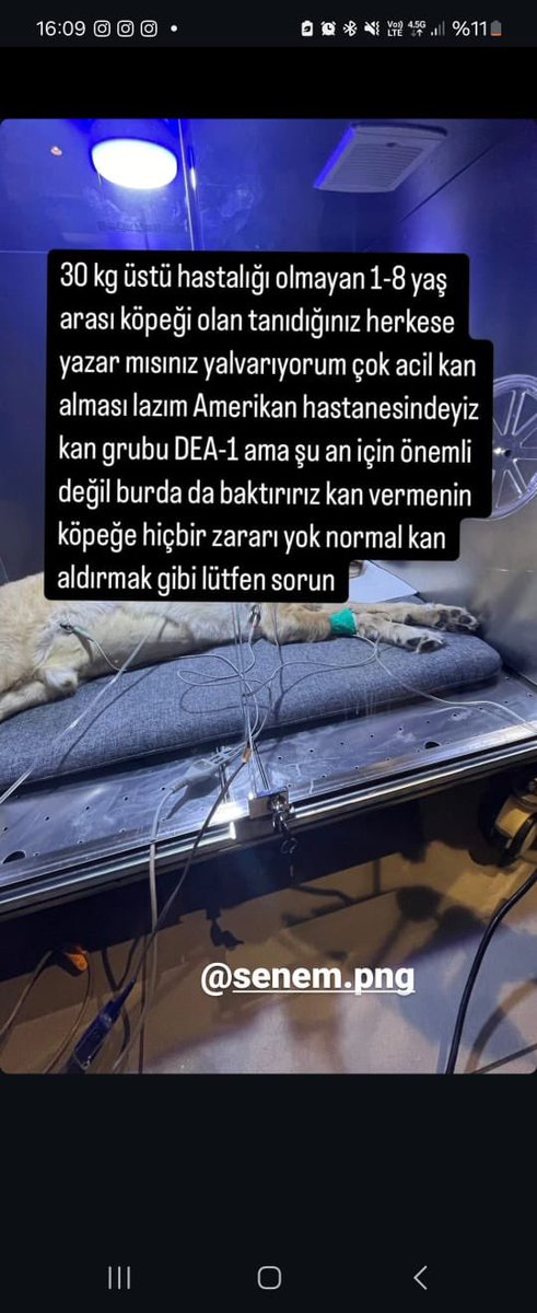 atadanarzu's tweet photo. Arkadaşlar çok ACİL KAN ARANIYOR LÜTFEN PAYLAŞIM DESTEĞİ 🙏 @Badiko_ @brlstr1 @Tumyad4 @TheGodOfAnimals @jale0808 @Dilaraerkmen_ @OnurKut51726173 @aylinvepatileri @bgmecepazarci @Brave_8979 @humaakusuu08 @alwaysanimals34 @growingwithY @Murat_Efe_IE iletişim 5050415678 Kadıköy https://t.co/pXCh53YmTy