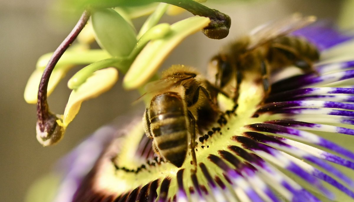 JohnH14458271's tweet photo. Bees at rest 🐝🐝🐝🐝
#flowersphotography #ThePhotoHour #macro #NaturePhotography #NatureBeauty #Bees
@UKNikon #Nikon6II #Sigma105 @AngelaFurniss2 @shftelegraph @AP_Magazine https://t.co/SLIZaSxjrr