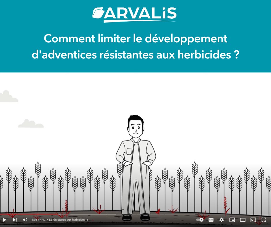 ARVALIS (@arvalisofficiel) on Twitter photo Comment limiter le développement d'adventices résistantes aux herbicides ? 🌿
🤔 Face au développement de mauvaises herbes résistantes aux herbicides, certains agriculteurs se retrouvent aujourd’hui dans des impasses techniques. 
📽 La réponse en vidéo youtu.be/XgOsfLXl7I4?si… Comment limiter le développement d'adventices résistantes aux herbicides ? 🌿
🤔 Face au développement de mauvaises herbes résistantes aux herbicides, certains agriculteurs se retrouvent aujourd’hui dans des impasses techniques. 
📽 La réponse en vidéo youtu.be/XgOsfLXl7I4?si…