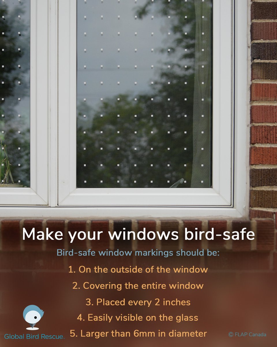 FLAPCanada's tweet photo. The method for treating windows and glass railings is the same! Apply bird-safe window treatments to the glass. Try DIY or purchase a bird-safe product! 

To ensure your window treatments are effective, follow the five tips listed here! 
 
#GlobalBirdRescue https://t.co/Pco1m0cuYy